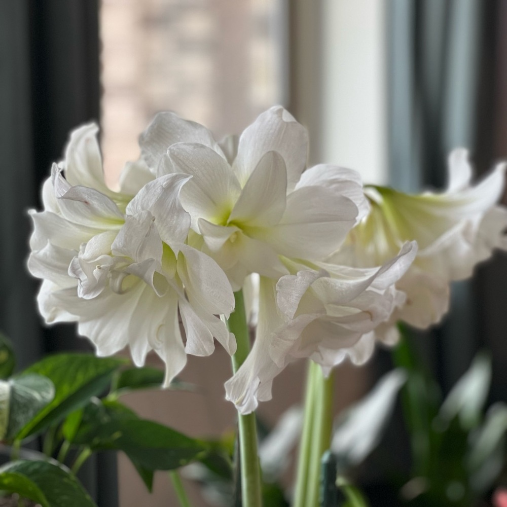 Meet your Posher, Savreet